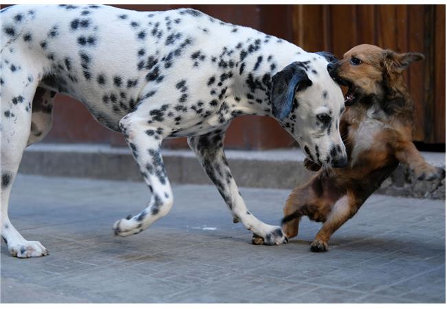 Đánh giá thực tế máy ảnh Fujifilm X-T20