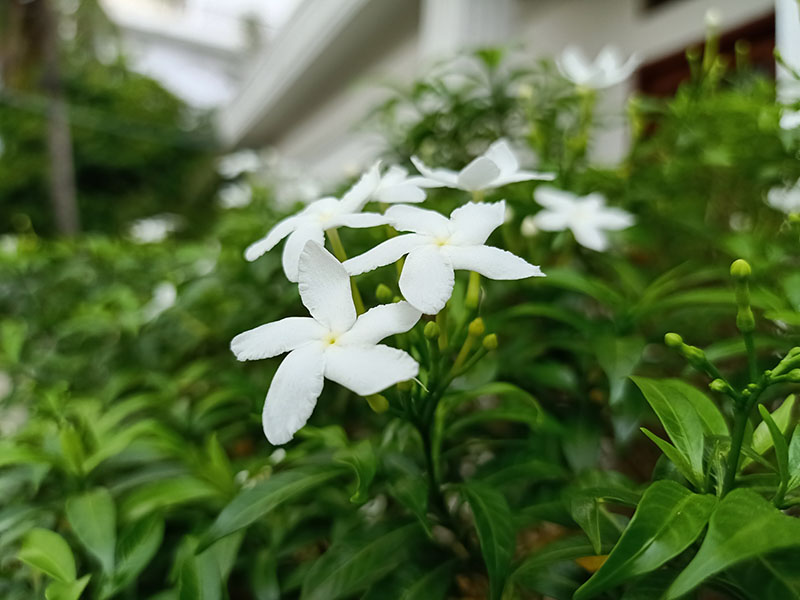 Điện thoại OPPO Reno2 F | Ảnh chụp chế độ macro