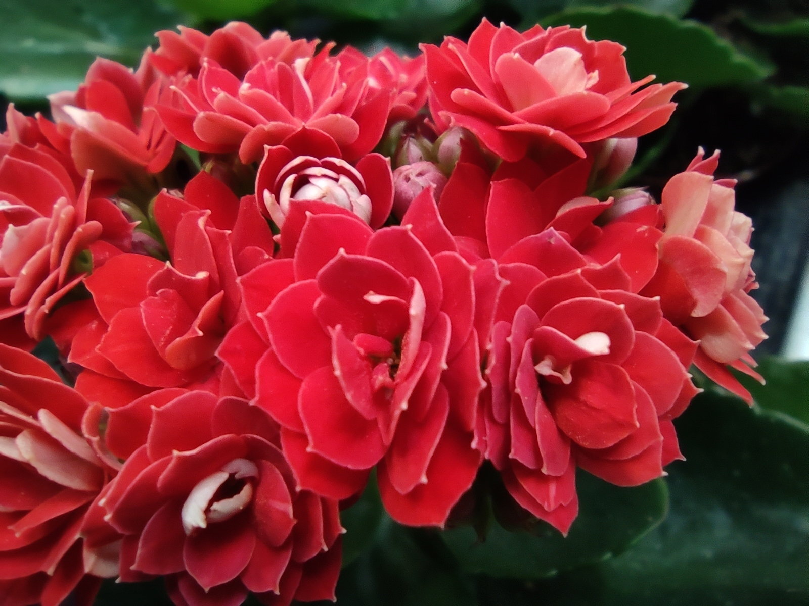 Đánh giá nhanh Xiaomi Mi Note 10