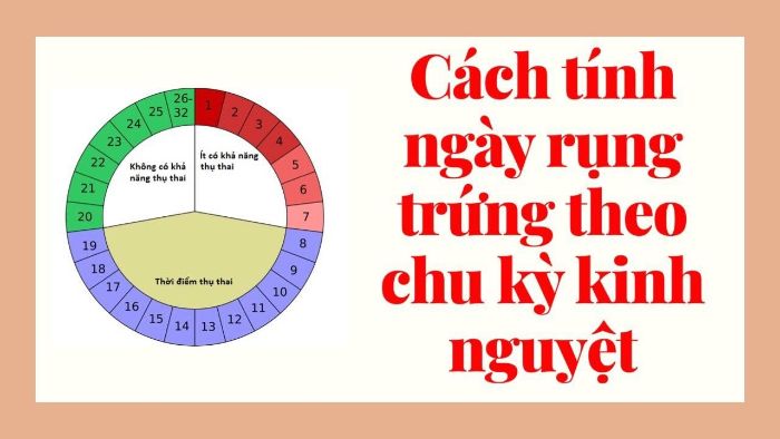 Cách tính ngày rụng trứng
