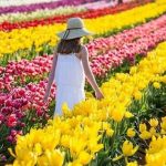 Hoa Tulip được nở vào mùa xuân 