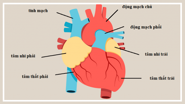 Trái tim con người được cấu tạo như thế nào?