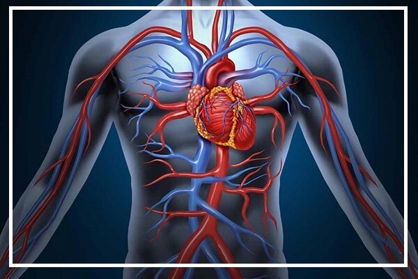 Những lớp mô và cấu trúc nào cấu tạo nên thành tim?
