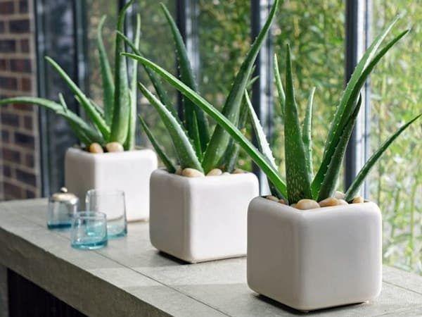 voh.com.vn-khu-mui-thuc-an-anh-1