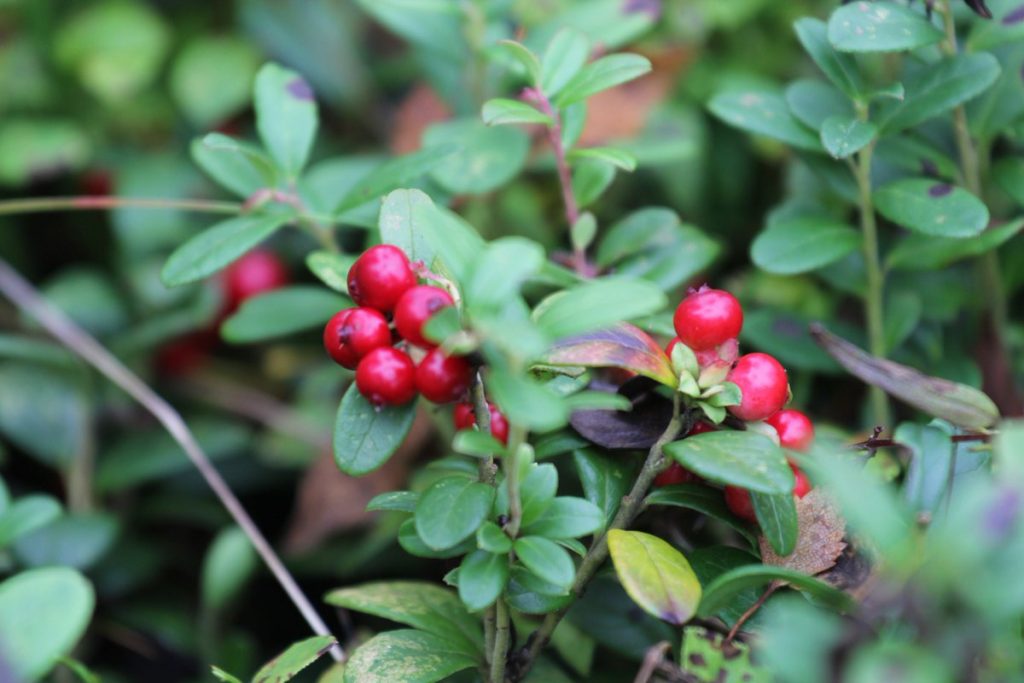 Arbutin là gì? Những công dụng tuyệt vời Arbutin là gì?