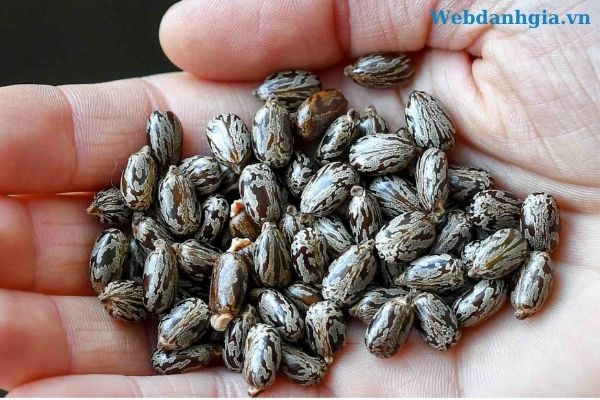 Tinh dầu thầu dầu dưỡng tóc, dưỡng mi và làm đẹp da Tinh dầu thầu dầu dưỡng tóc, dưỡng mi và làm đẹp da