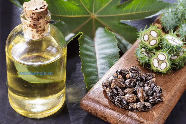 Dầu thầu dầu dưỡng tóc nguyên chất từ hạt thầu dầu Dầu thầu dầu dưỡng tóc nguyên chất từ hạt thầu dầu